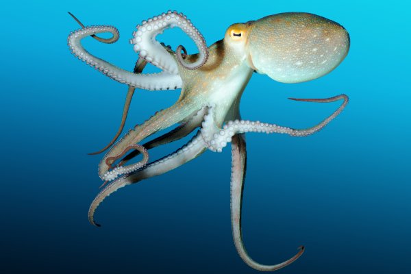 Kraken адрес onion