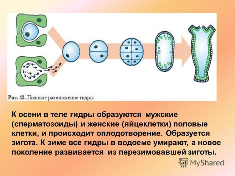 Кракен даркнет стор
